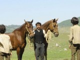 Cavalli film 006